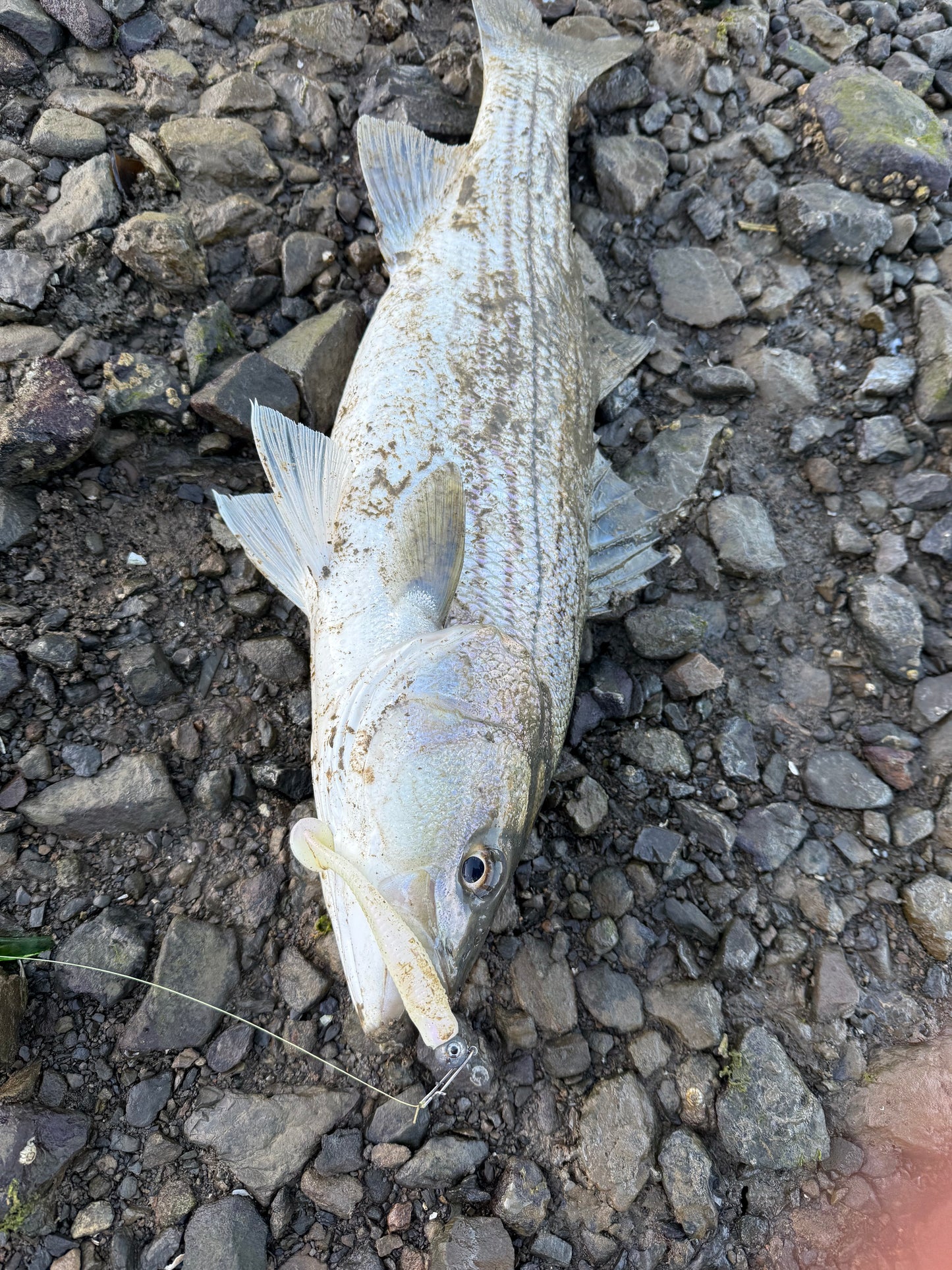 MEKENI'S JROC415-SP Swimbait Bone Glow Various Styles and Sizes Please choose!