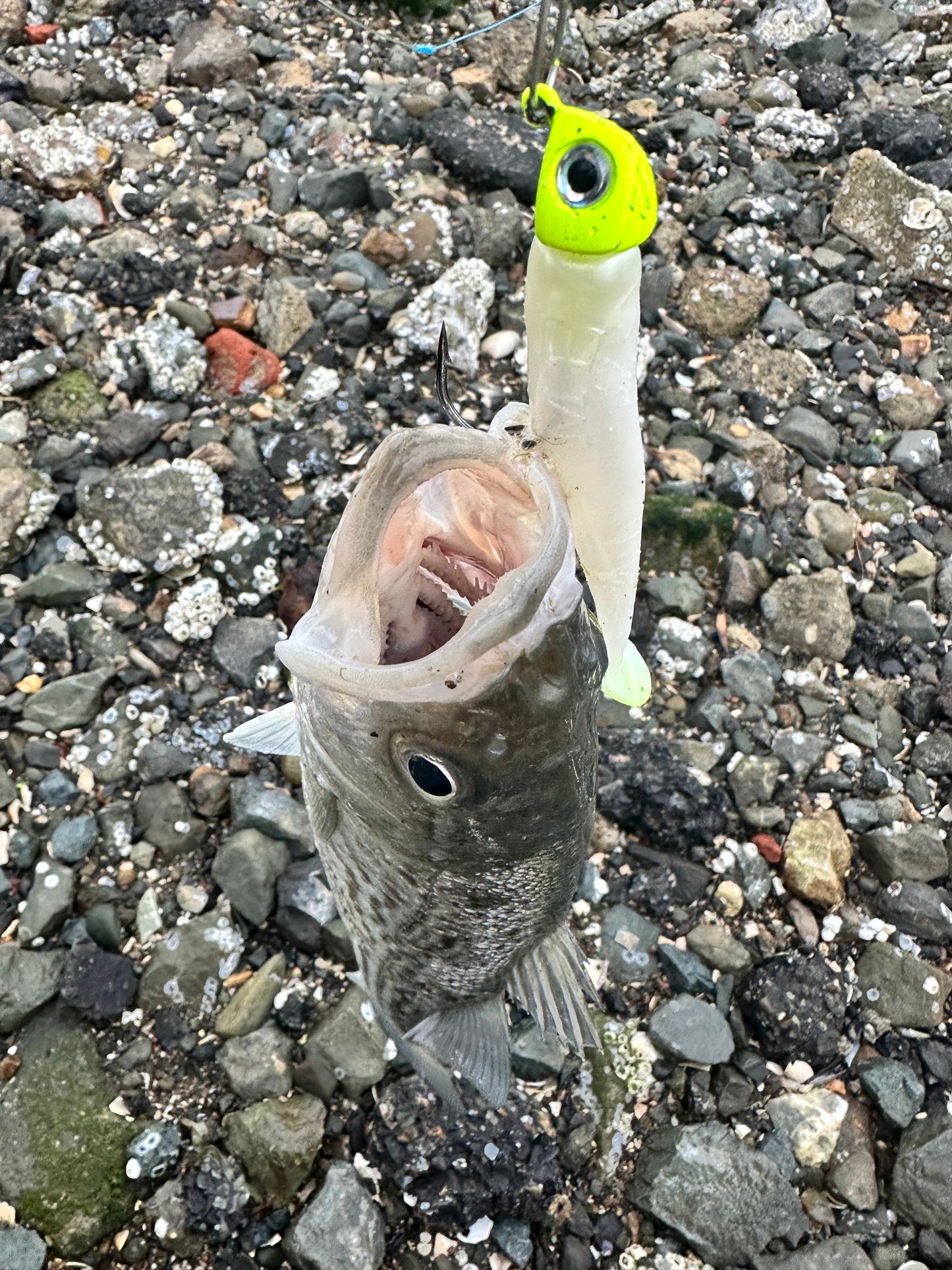 MEKENI'S PEARLZ GLOW Swimbait Various styles and sizes. Please specify when ordering