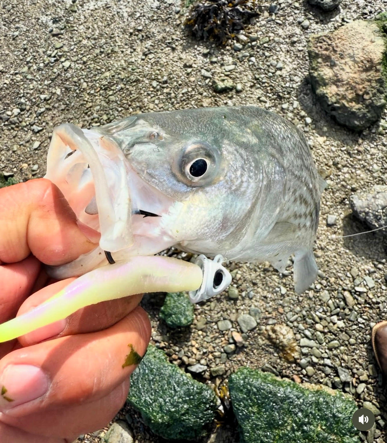 MEKENI'S ROYAL GLOW POP Swimbait Various sizes and styles. Please specify size when ordering
