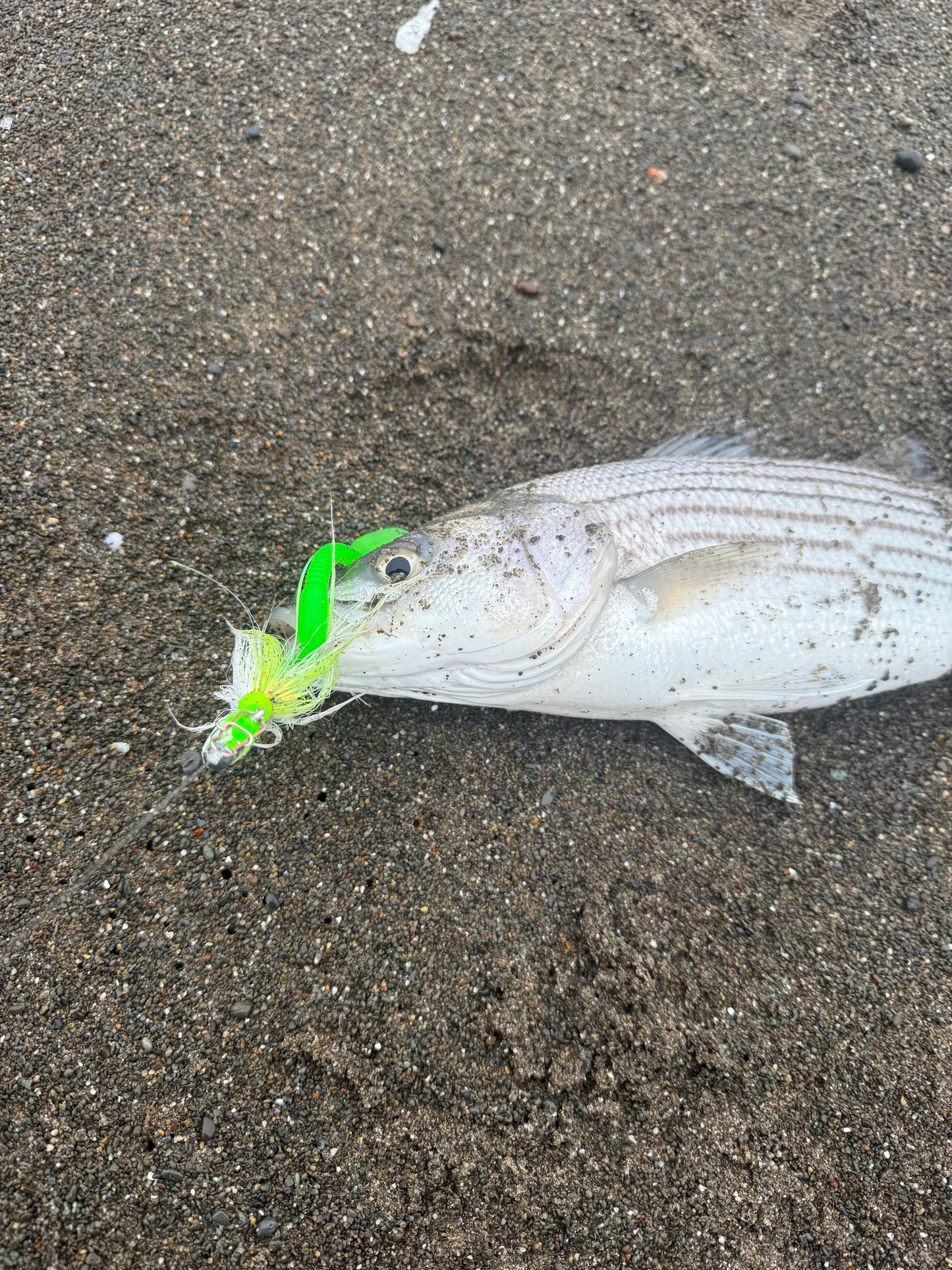 MEKENI'S STRIPER HALI WORM TAILS 10CT $5.99 Please Choose Options