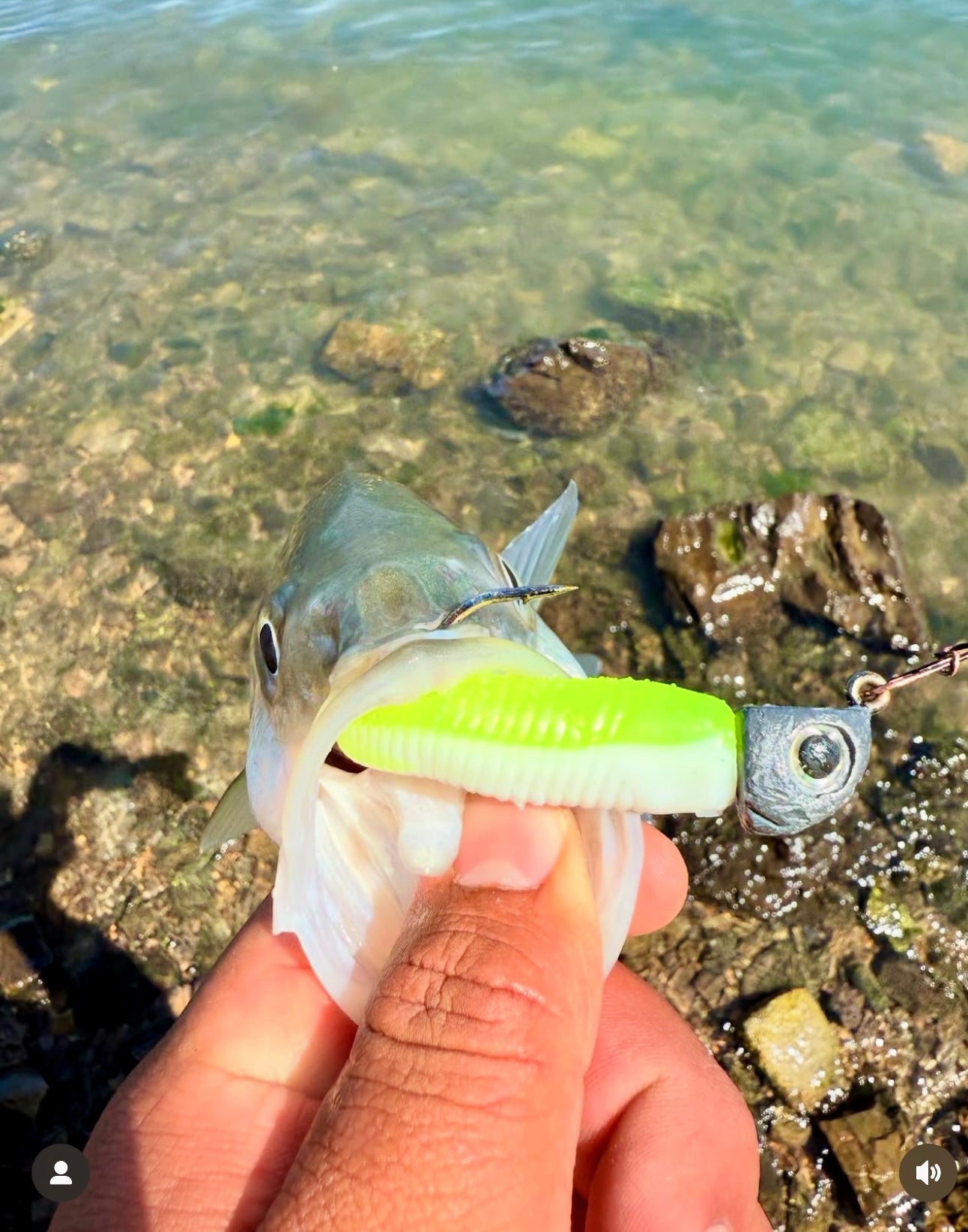 MEKENI'S NOW OR LATER Swimbait 2.0 Various Styles and Sizes Please choose!