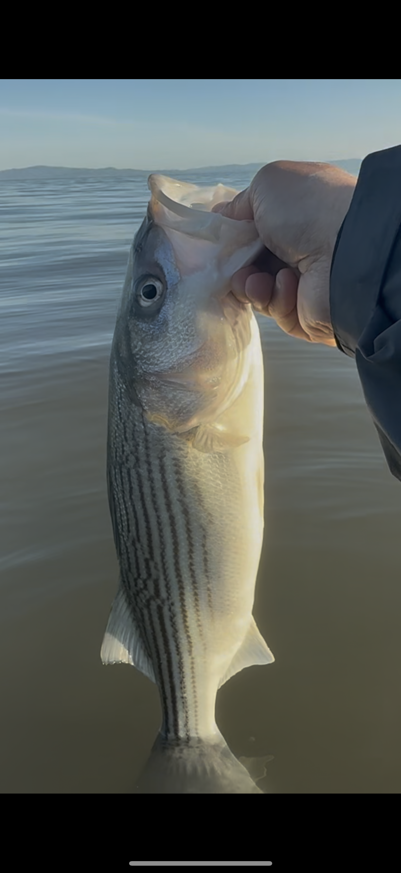 MEKENI'S JROC415-SP Swimbait Bone Glow Various Styles and Sizes Please choose!