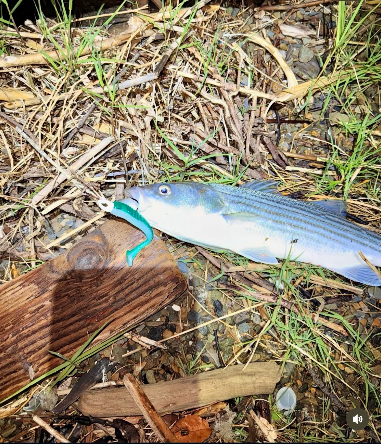 MEKENI'S SEXYSMELT Swimbait Various Sizes Please specify size when ordering