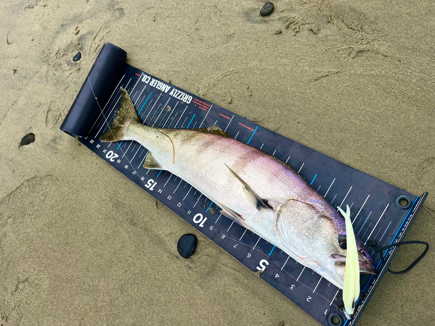 MEKENI'S 5.75" Flukes 6 pack Count Various colors