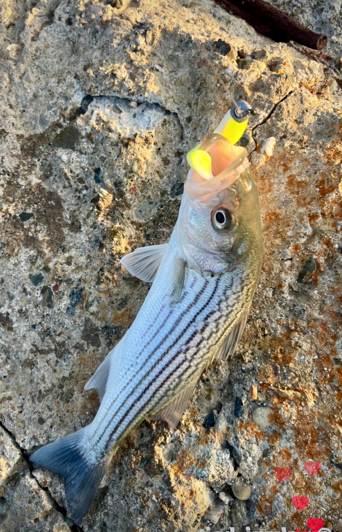 MEKENI'S NOW OR LATER Swimbait 2.0 Various Styles and Sizes Please choose!