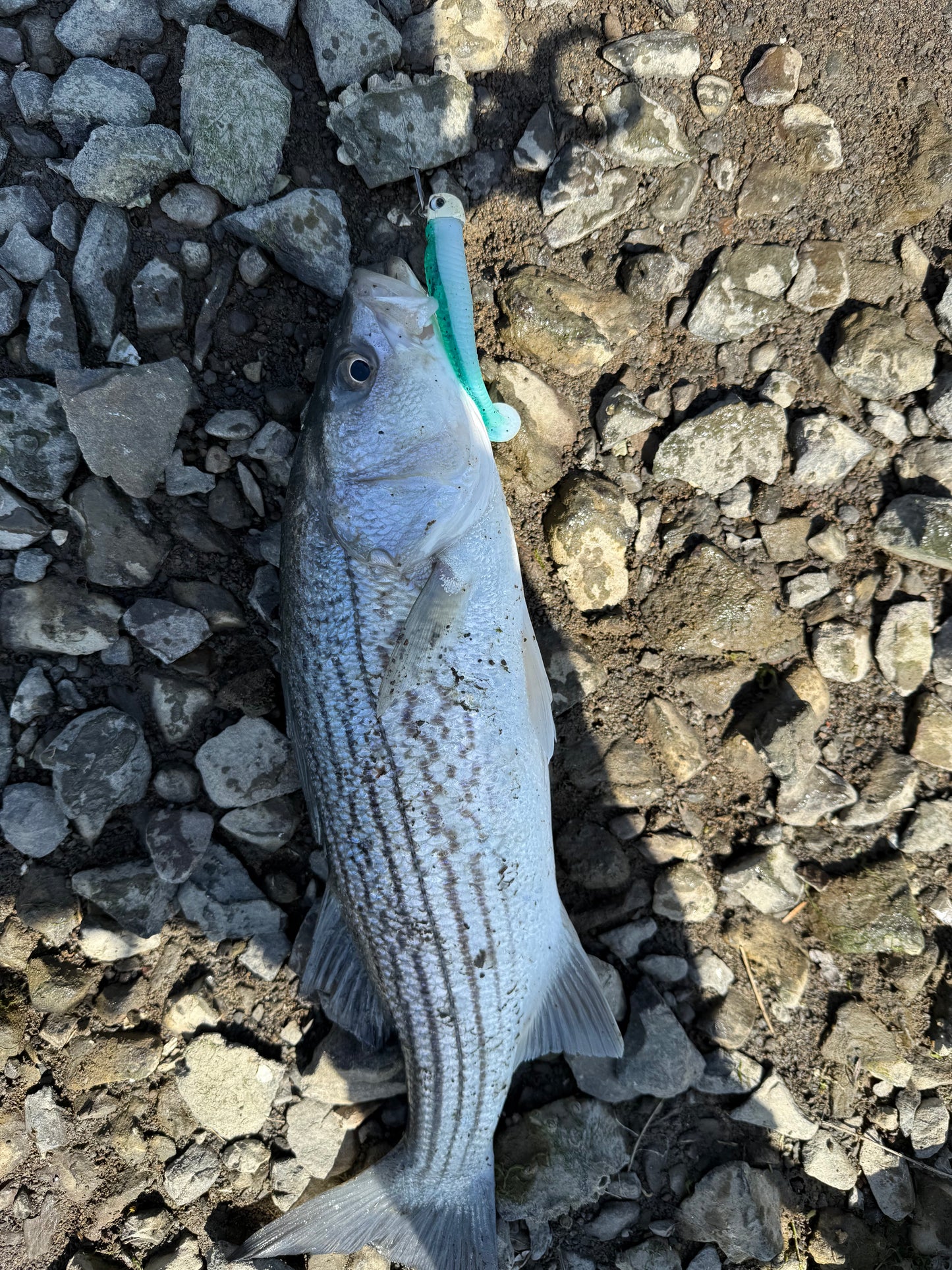 MEKENI'S SEXYSMELT Swimbait Various Sizes Please specify size when ordering