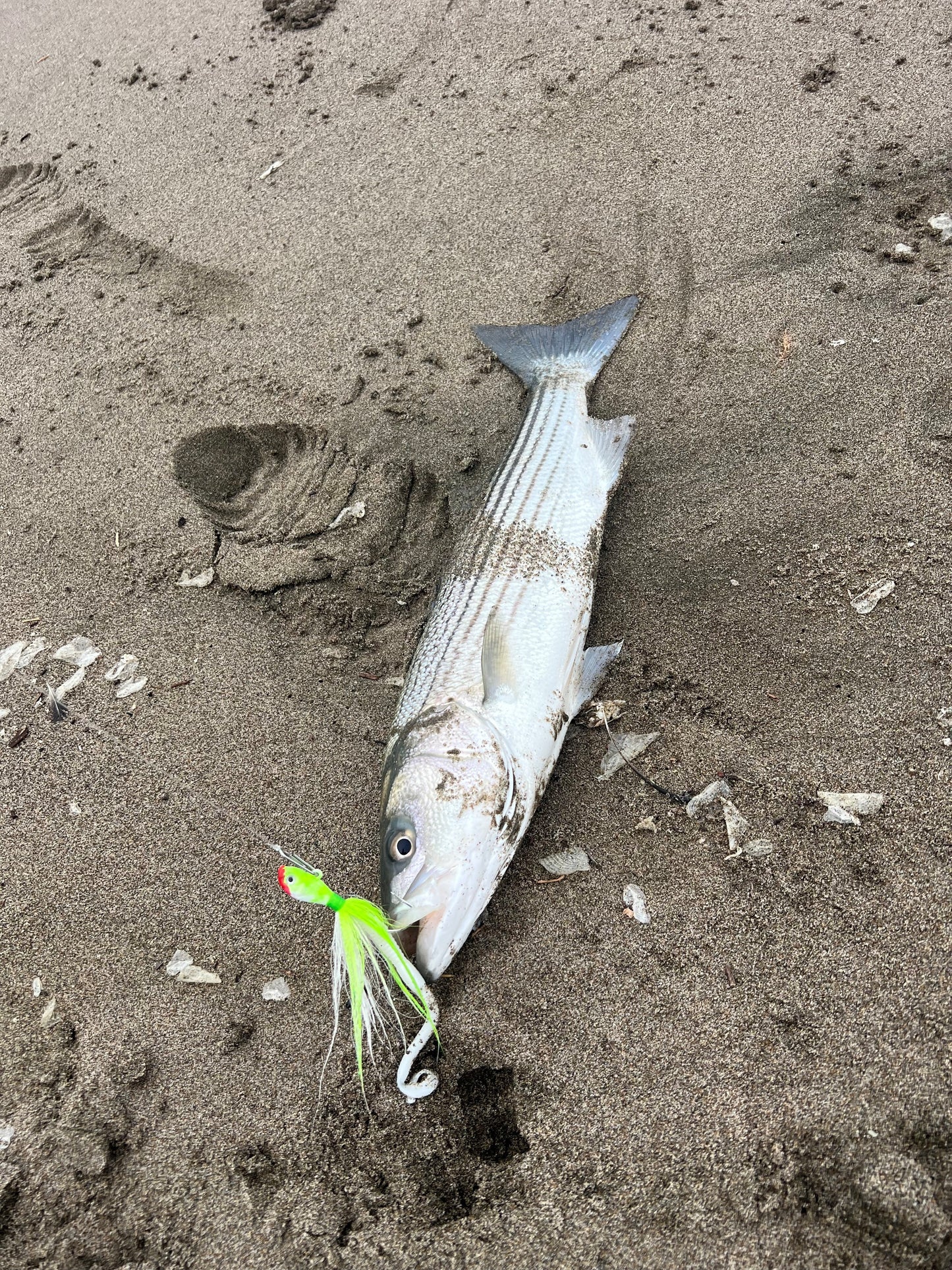 MEKENI'S STRIPER HALI WORM TAILS 10CT $5.99 Please Choose Options
