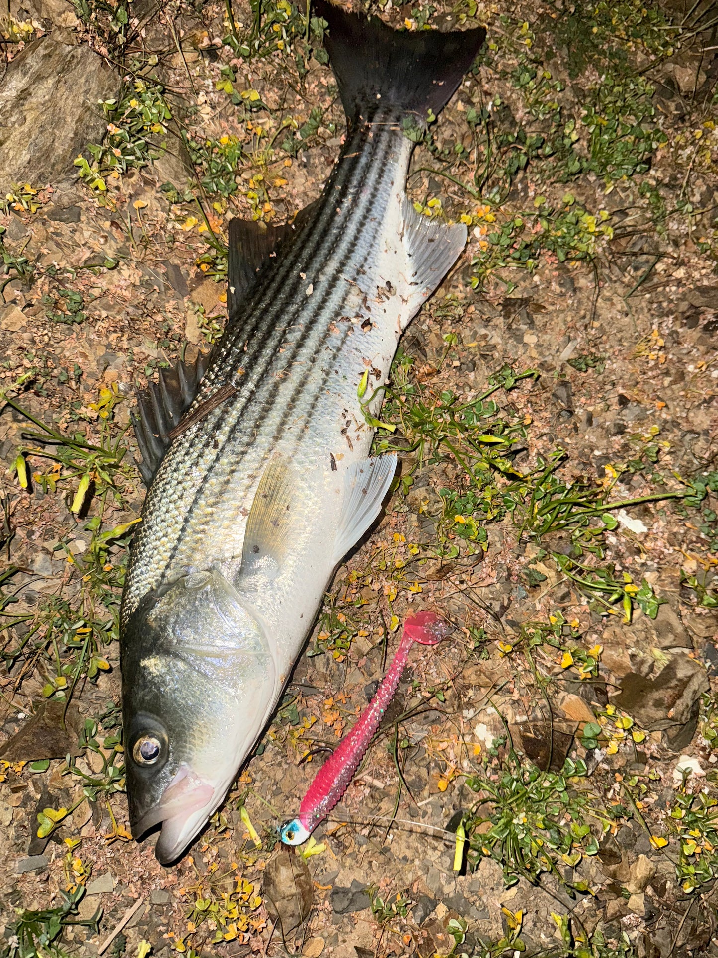 MEKENI'S PRO SERIES SWIMBAITS