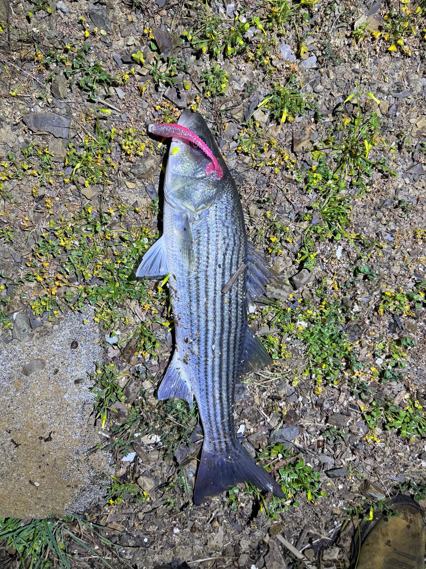 MEKENI'S PRO SERIES SWIMBAITS