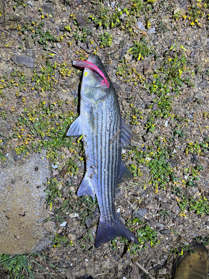 MEKENI'S PRO SERIES SWIMBAITS