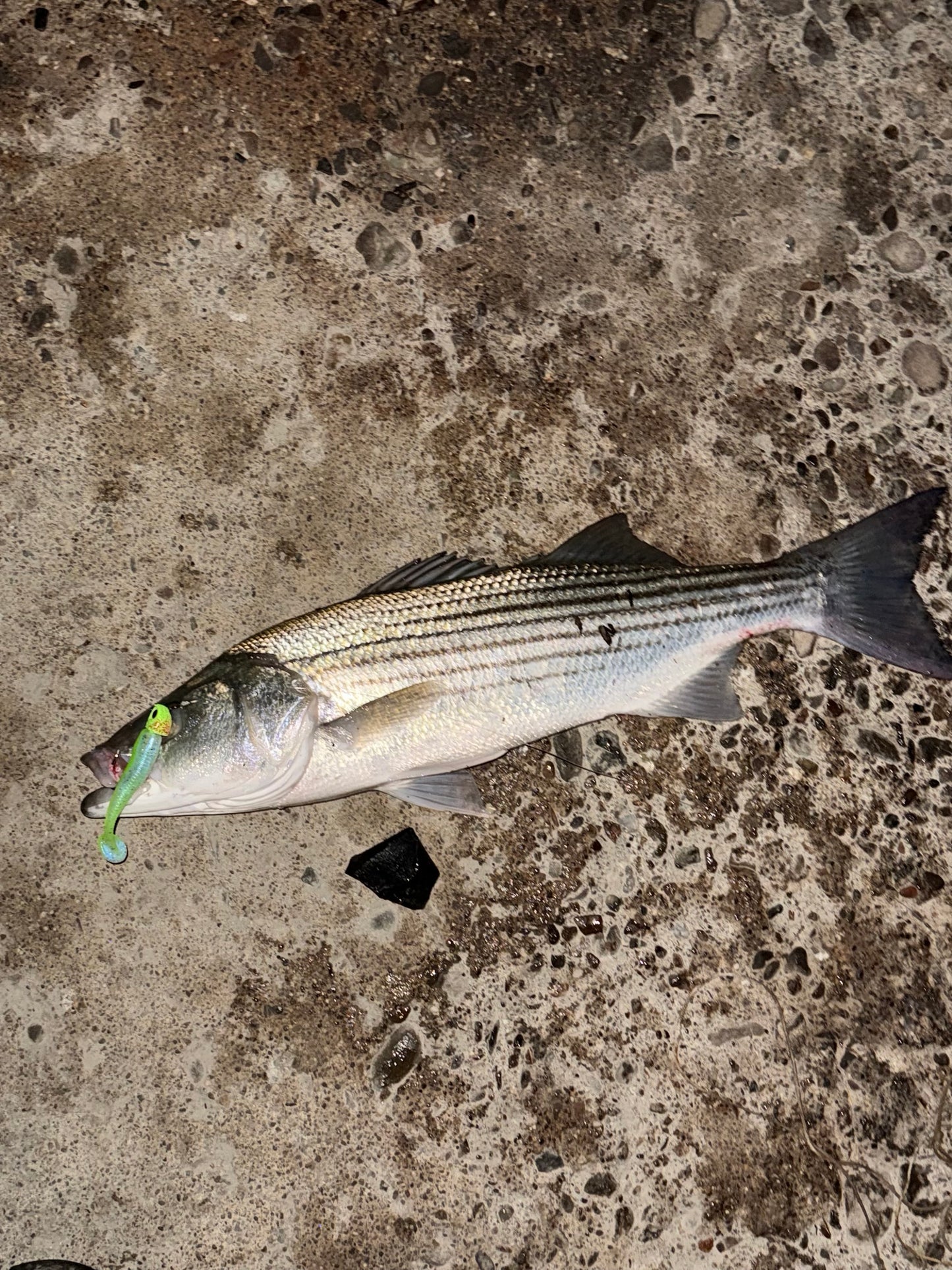 MEKENI'S MONEY ORDER SWIMBAIT