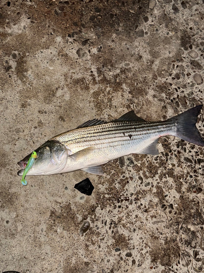 MEKENI'S MONEY ORDER SWIMBAIT